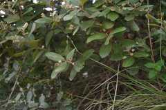 Rhodomyrtus tomentosa